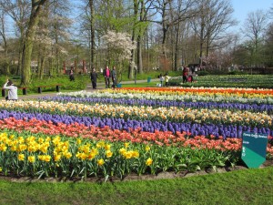 Keukenhof Flower Show - Amsterdam, Netherlands