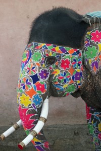 Elephant Festival Jaipur India