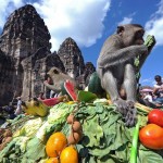 Monkey Buffet Festival - Lopburi Province, Thailand