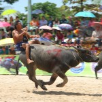Water Buffalo Racing Festival Chonburi City, Thailand