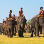 Surin Elephant Roundup Parade in Surin, Thailand