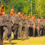 Surin Elephant Festival in Surin Thailand